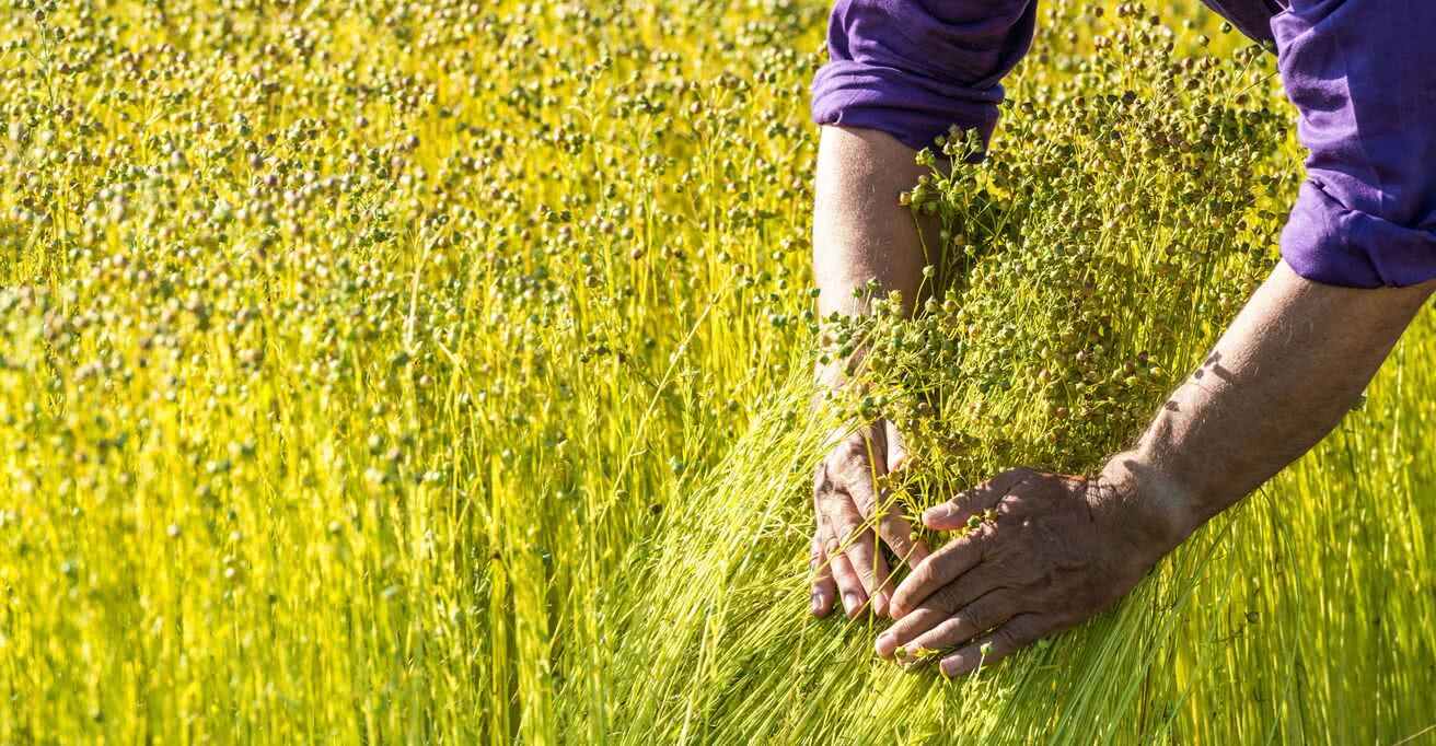 Evolution of the European Flax™ standard