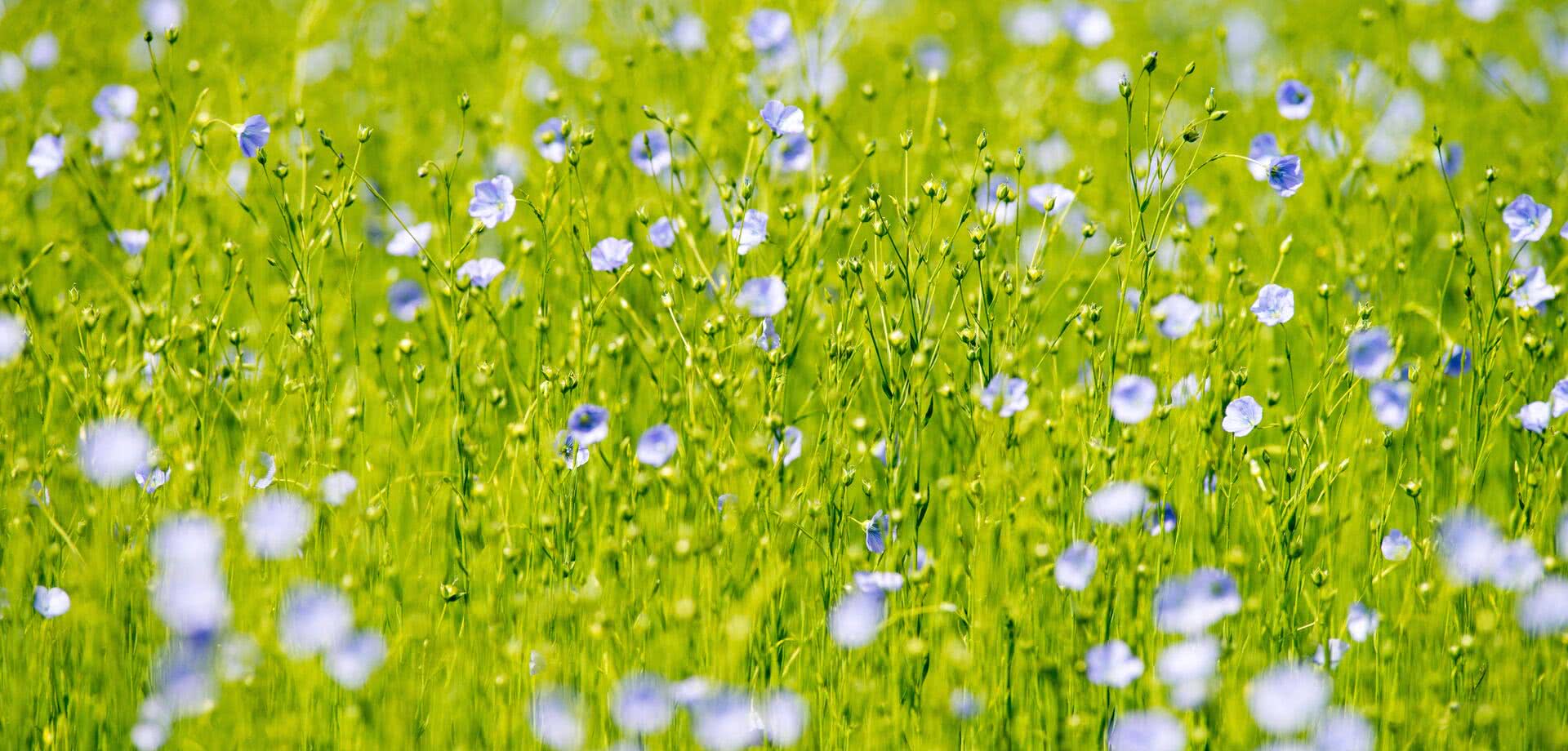 flax flower fields