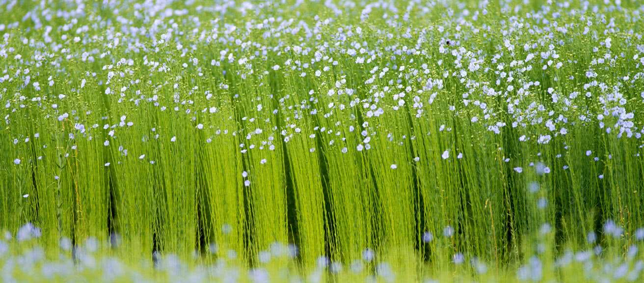 flowering flax