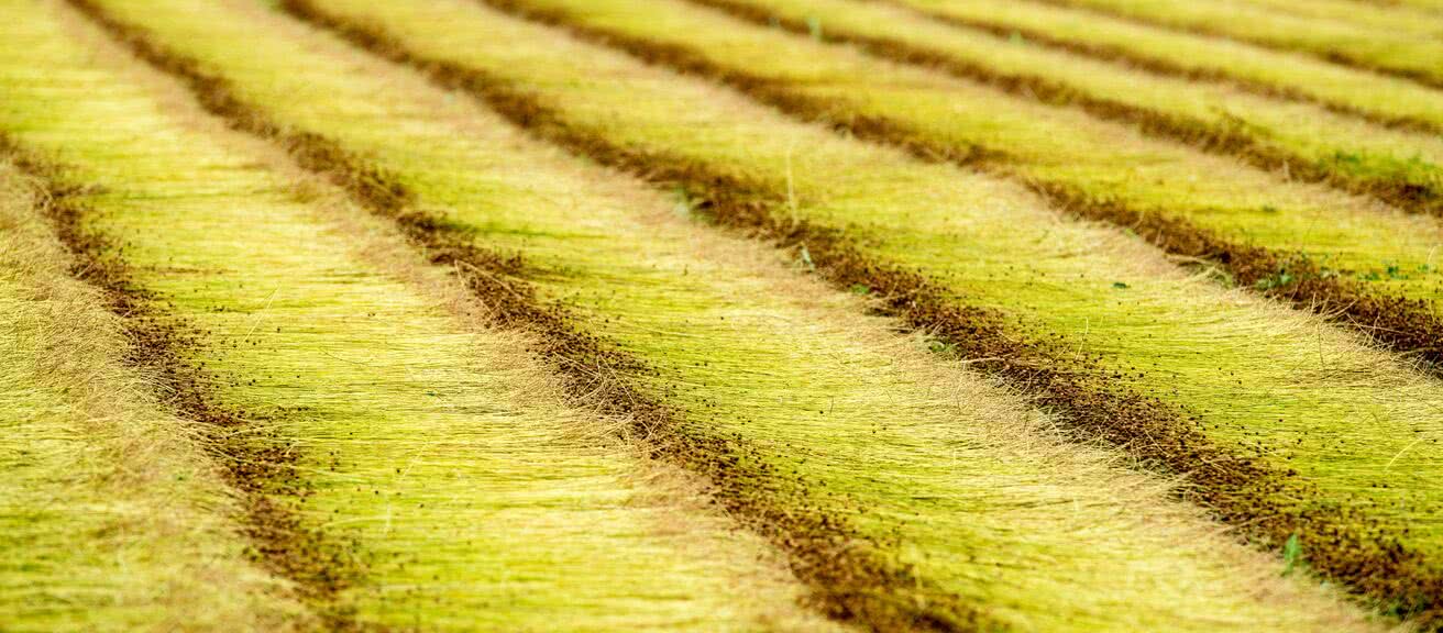 fields cut flax stalks