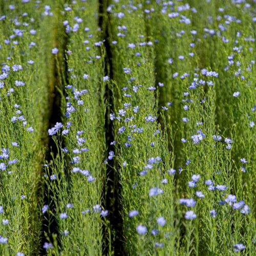 Services Love Linen Marques - Alliance