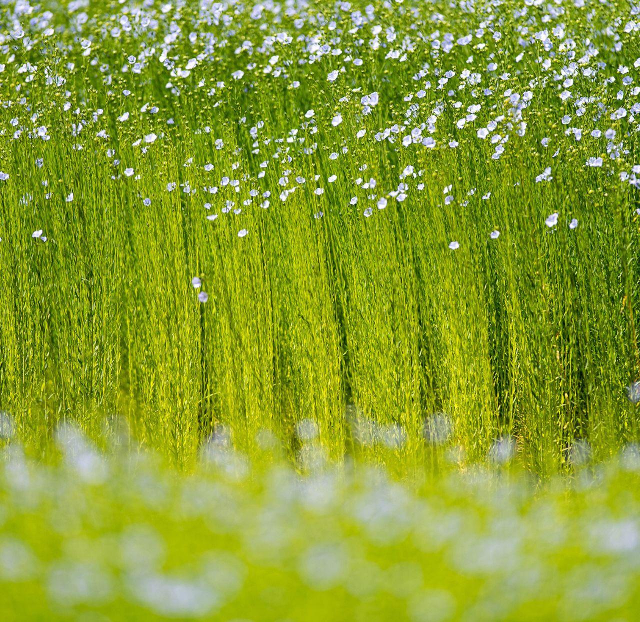 Flax, a source of creativity and innovation