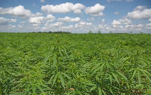 view of a field of hemp