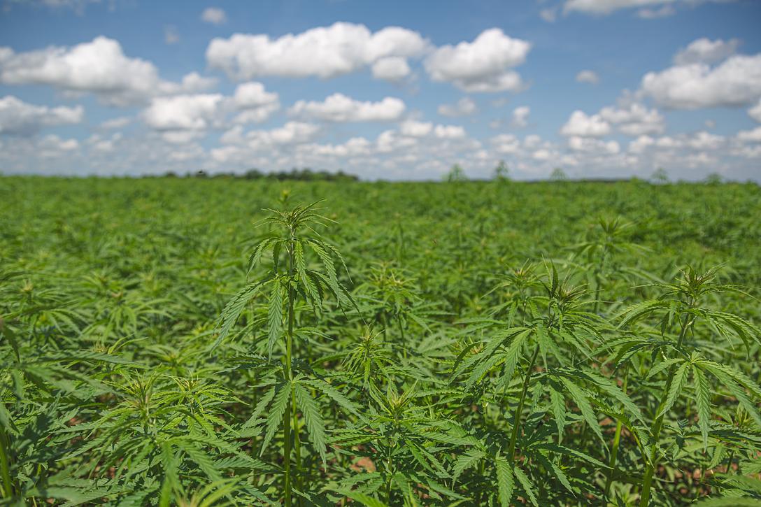 Vue d'un champ de chanvre