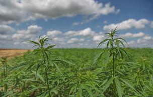 Detail of hemp stalk in field