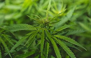 view of hemp leaves in a field