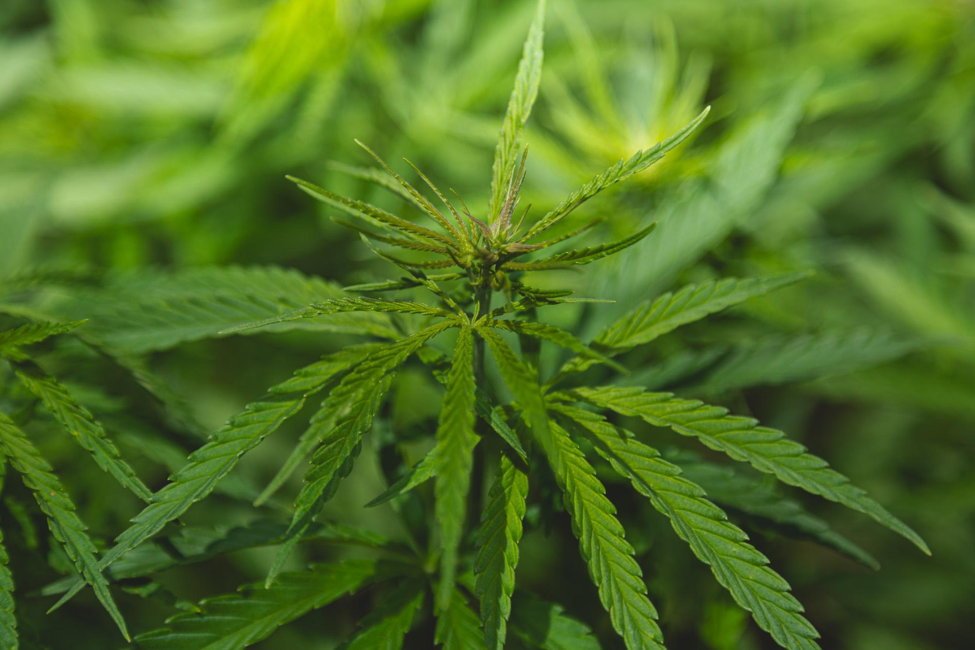 view of hemp leaves in a field
