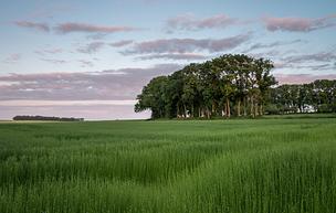 Flax growing