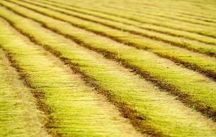 flax-linen field retting 