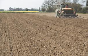 Flax-linen sowing