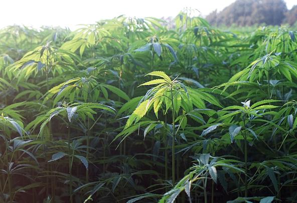 Hemp throughout history