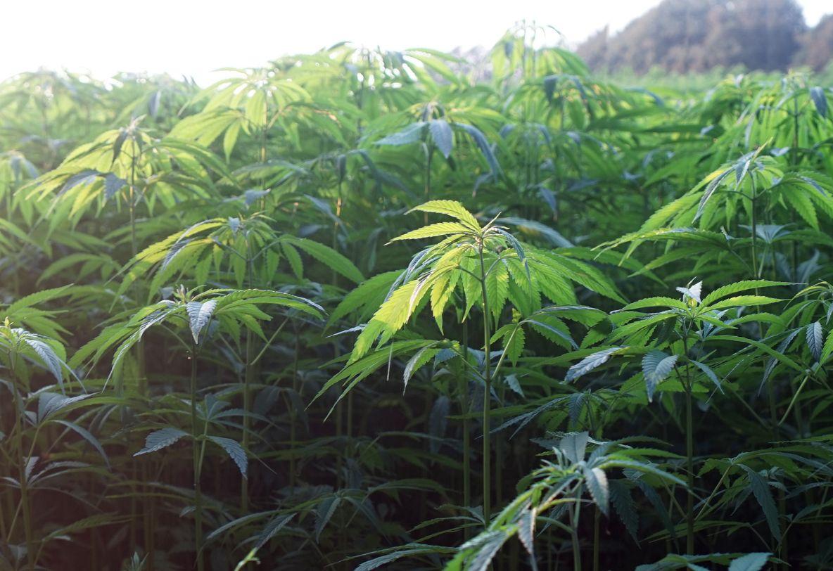 Hemp throughout history