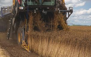 Flax Pulling