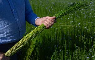 Flax Stalks
