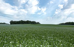 Flax Felds Blooming