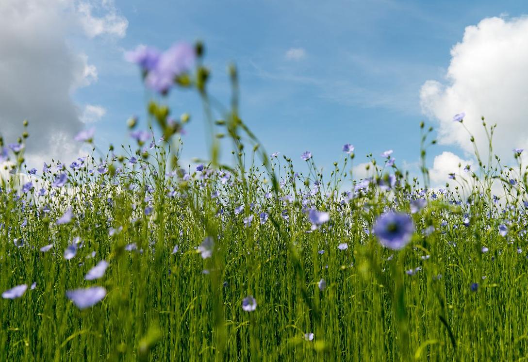 A full guide to the environmental footprint of European flax