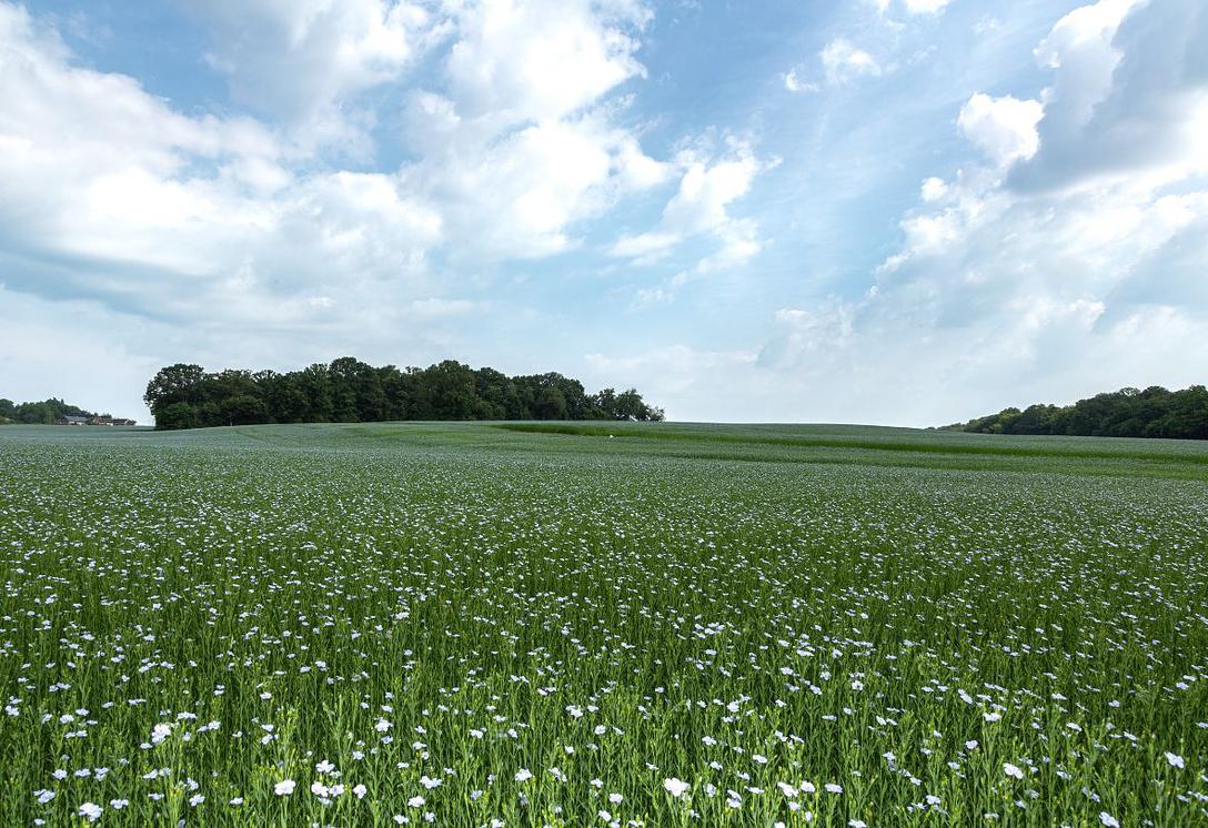 Jalons de la trajectoire environnementale du lin européen 
