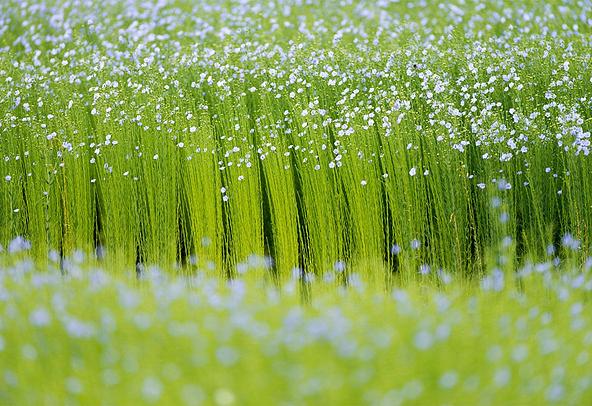 CELC becomes Alliance for European Flax-Linen & Hemp