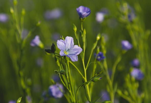 European Flax-Linen Environmental Responsibility