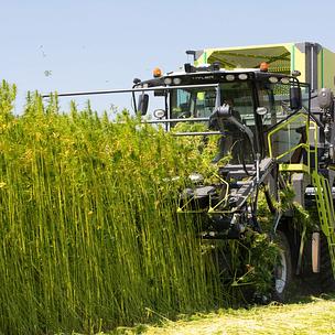Hemp cutting