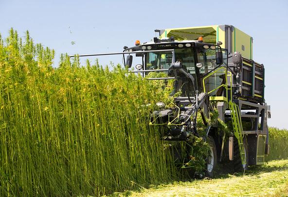Hemp cutting