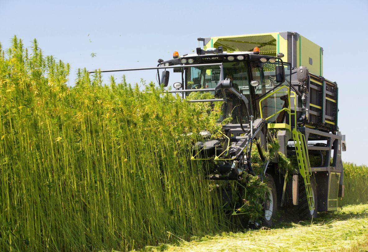 Hemp cutting