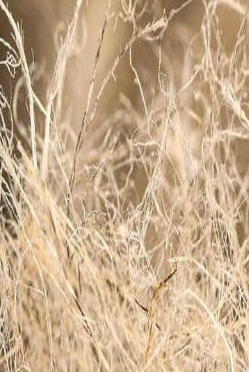 Hemp fibres | Fiber: defibered, refined fiber (length +/-10 cm), cottonized fiber, mid-length fiber sliver, long fiber sliver.


