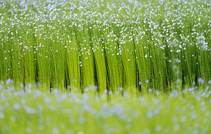 Linen flowers fields
