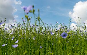 Flowering linen-flax field